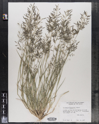 Image of Eragrostis barrelieri