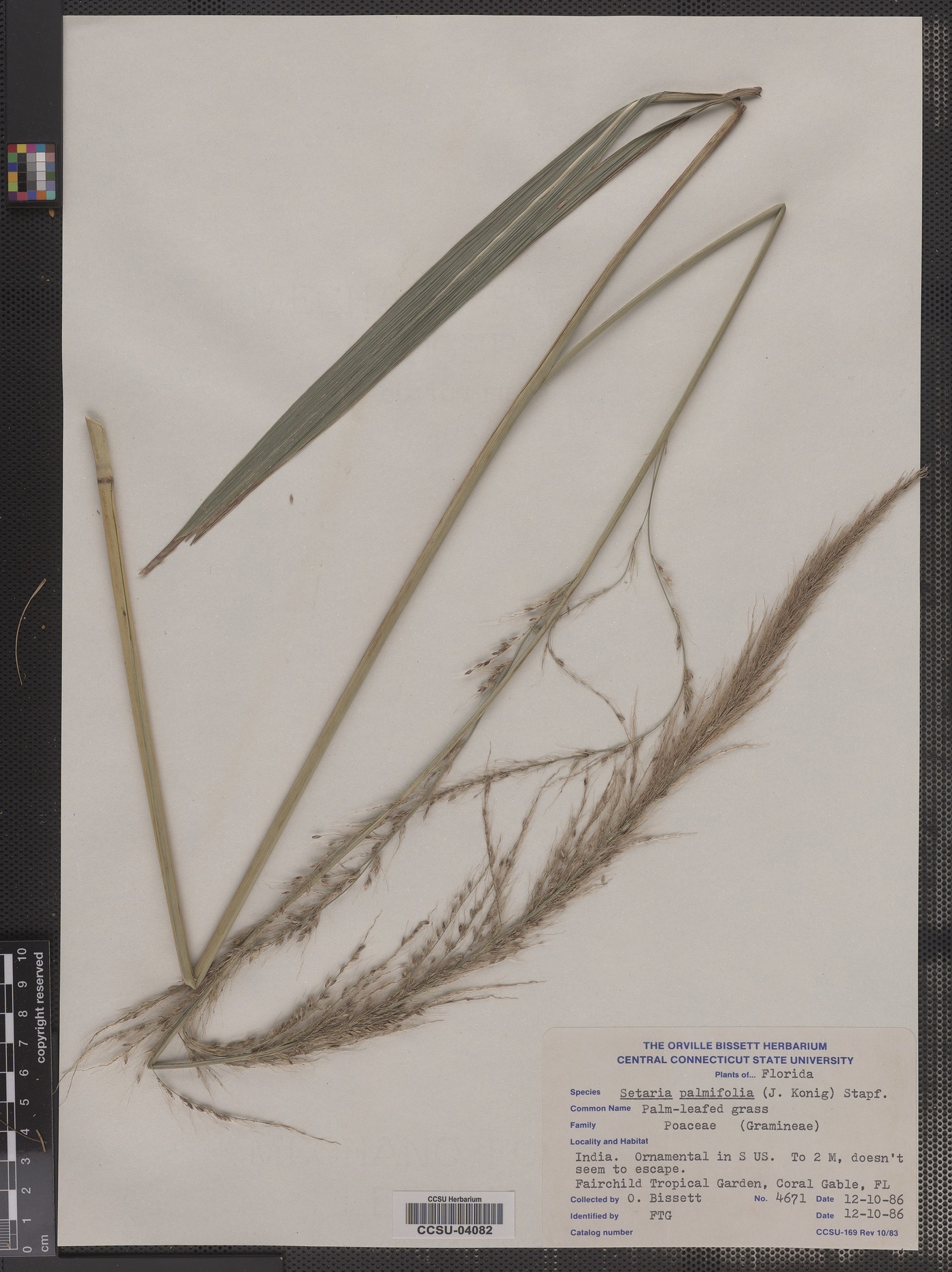 Setaria palmifolia image