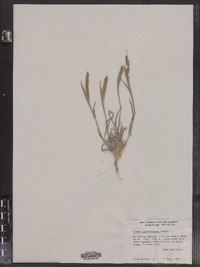Image of Tragus berteronianus