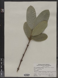 Image of Garcinia spicata