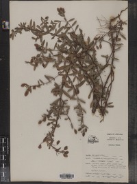 Hypericum hypericoides ssp. hypericoides image