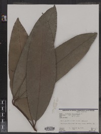 Image of Rheedia lateriflora