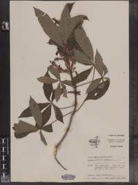 Aesculus pavia image
