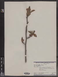 Carya ovata image