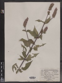 Agastache scrophulariaefolia image