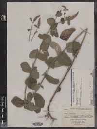 Mentha rotundifolia image