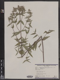 Pycnanthemum verticillatum image