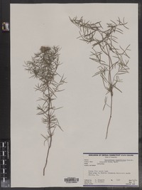 Pycnanthemum tenuifolium image