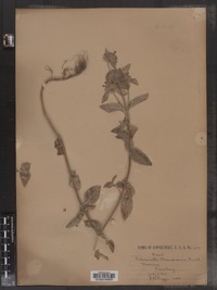 Image of Calamintha clinopodium