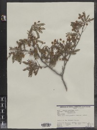 Image of Acacia acuifera