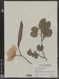 Image of Bauhinia aculeata