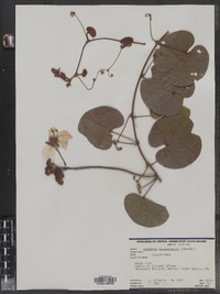 Image of Bauhinia fassoglensis