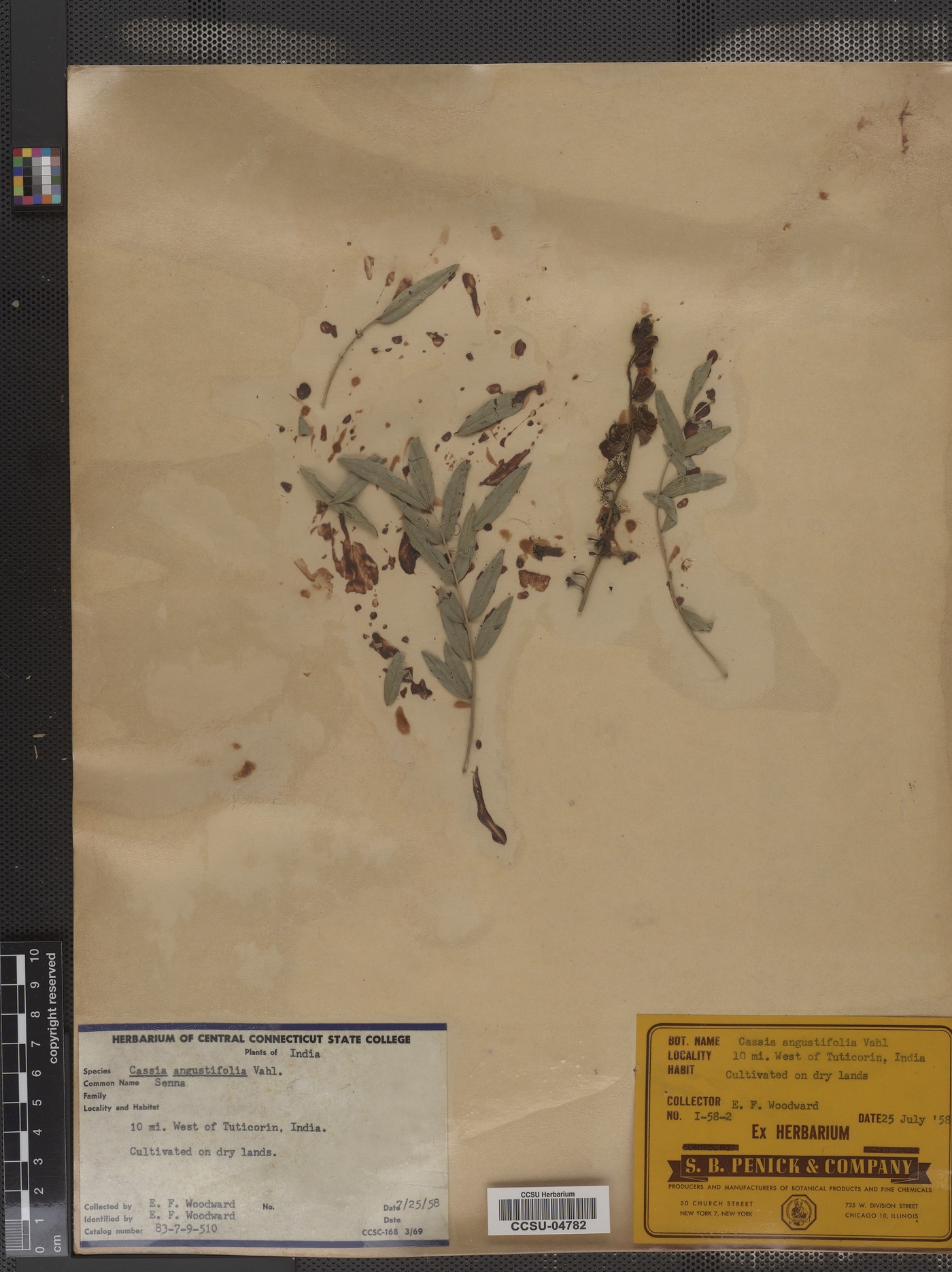 Cassia angustifolia image
