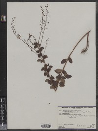 Desmodium ciliare image