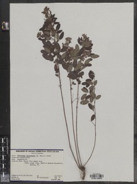 Lespedeza frutescens image