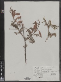 Image of Mimosa dysocarpa