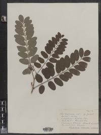 Robinia pseudoacacia image