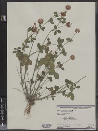 Trifolium hybridum image