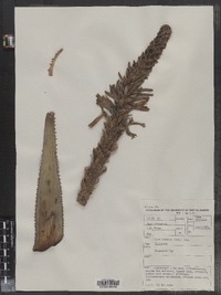 Image of Aloe lineata