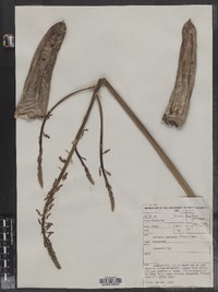 Image of Gasteria maculata