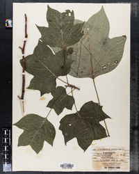 Liriodendron tulipfera image