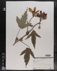 Image of Hibiscus hastatus