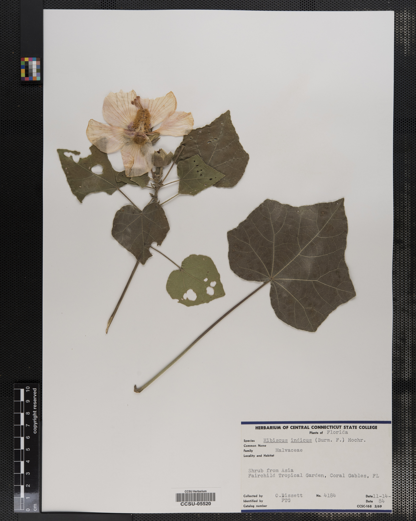 Hibiscus indicus image