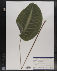 Image of Calathea lindeniana