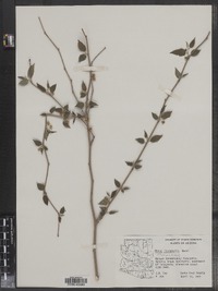 Image of Morus microphylla