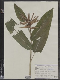 Image of Heliconia aurantiaca