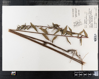 Oenothera biennis image