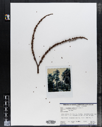 Image of Corypha umbraculifera