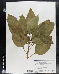 Phytolacca americana image