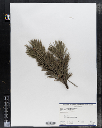 Pinus mugo image