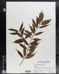 Image of Podocarpus amarus
