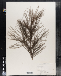 Image of Pinus glabra