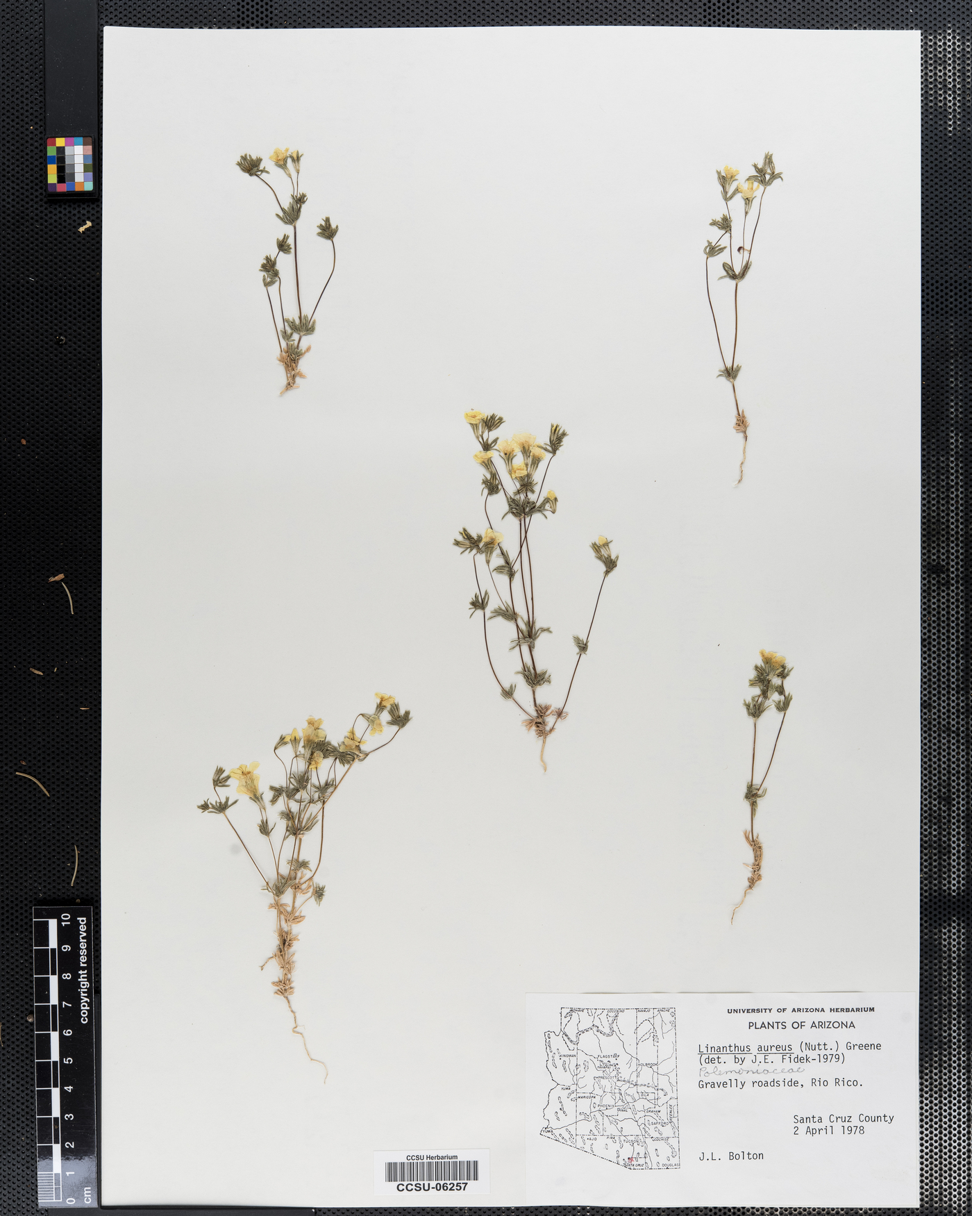 Leptosiphon aureus ssp. aureus image