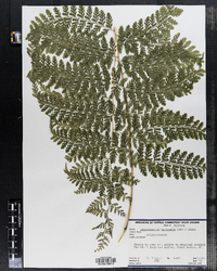 Image of Dennstaedtia bipinnata
