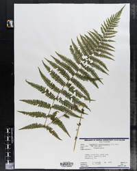 Thelypteris noveboracensis image