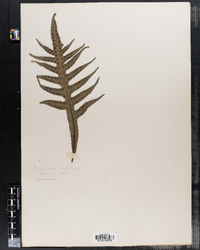 Image of Polypodium preslianum