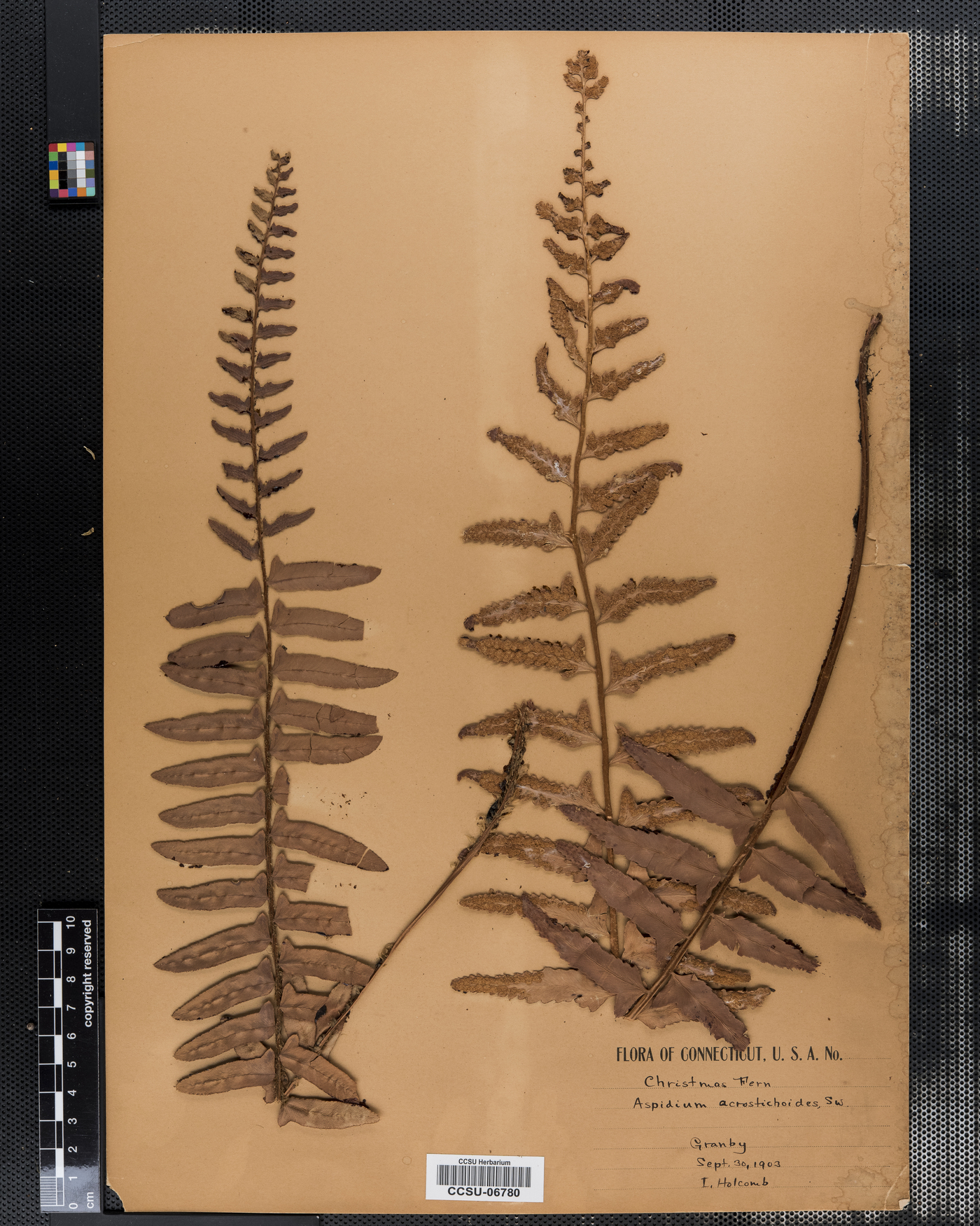 Polystichum image