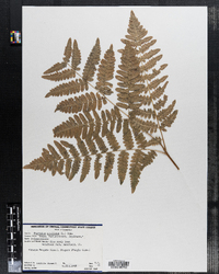 Pteridium aquilinum image