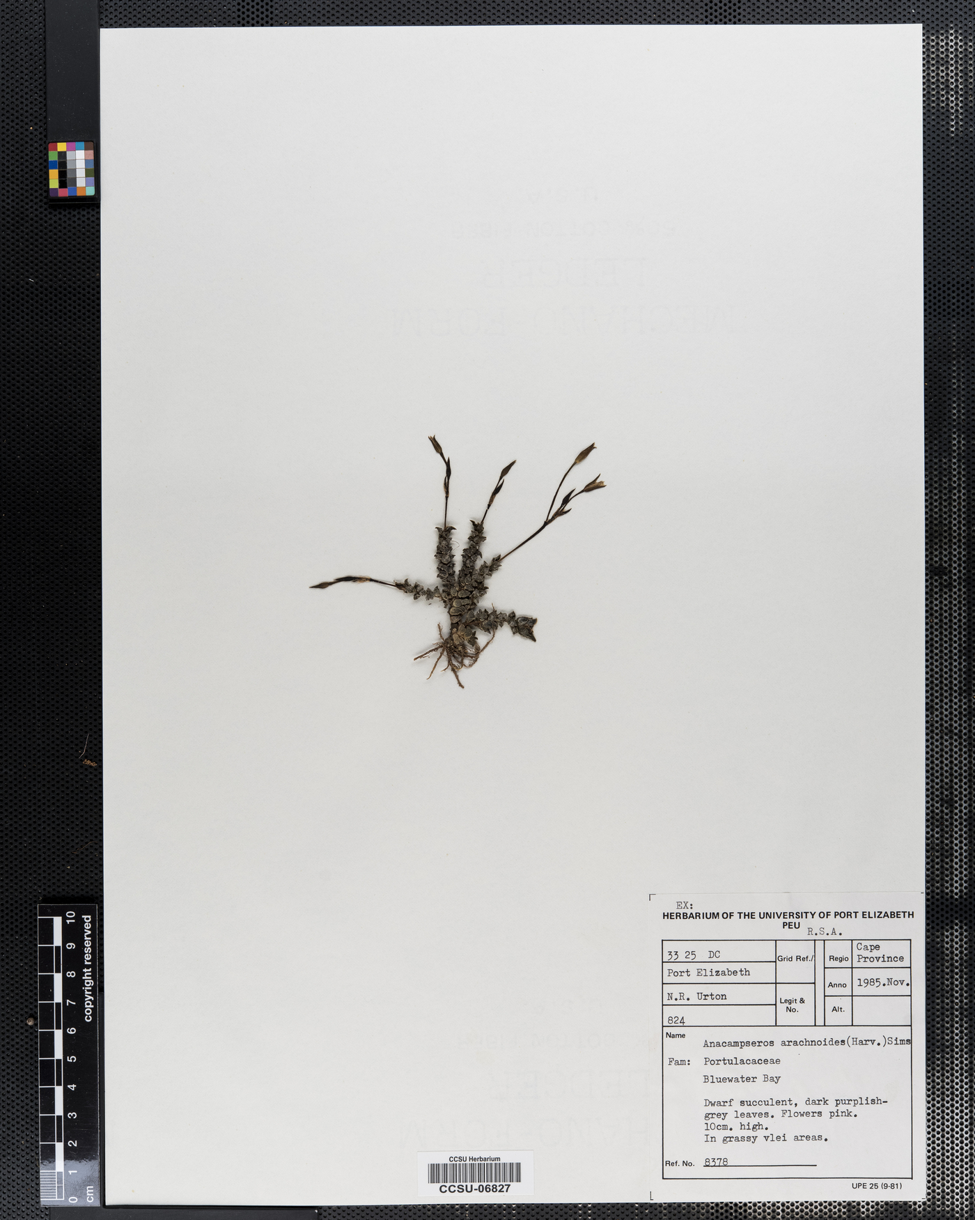Anacampseros arachnoides image