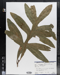 Image of Stenocarpus sinuatus