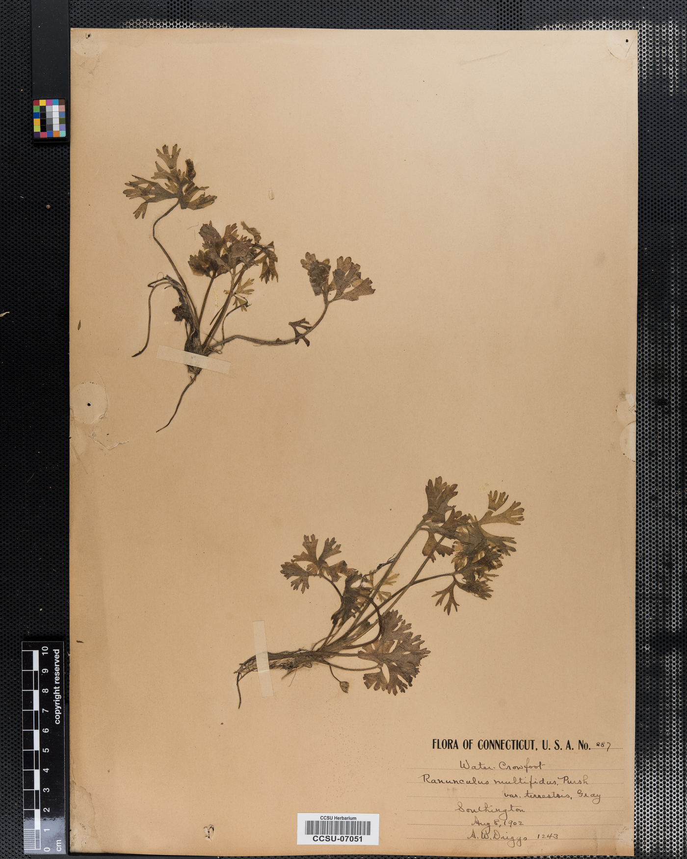 Ranunculus multifidus var. terrestris image
