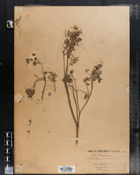 Thalictrum dioicum image