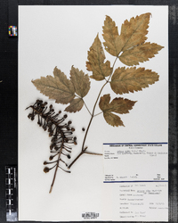 Actaea rubra image