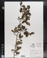 Image of Crataegus berberifolia