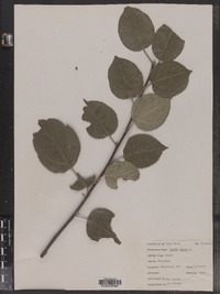 Malus sylvestris image