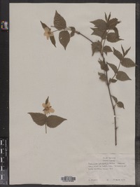 Rhodotypos scandens image